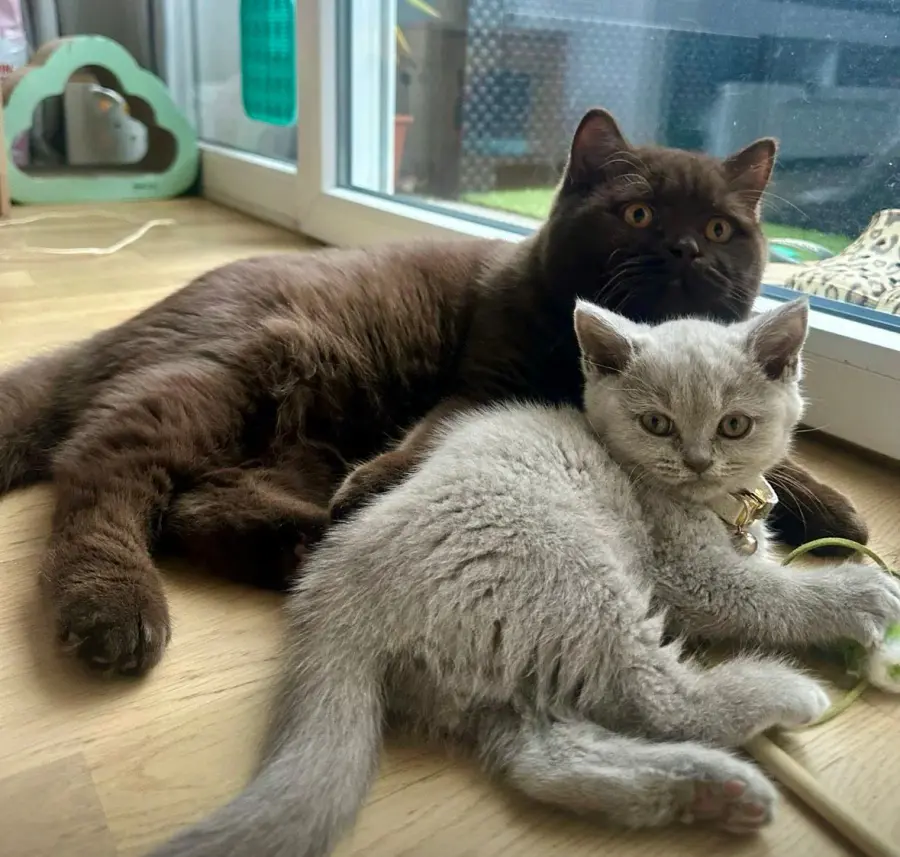 British Shorthair adulte avec un chaton
