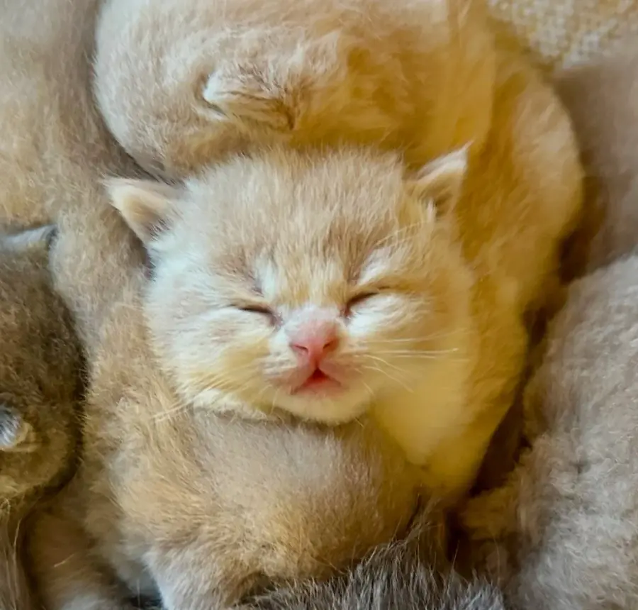 L’arrivée de votre chaton British Shorthair à la maison
