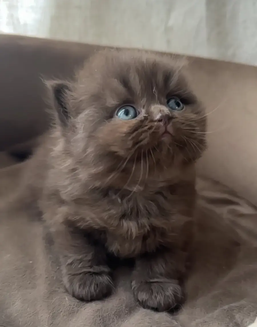 Réserver un chaton British Shorthair, étape par étape, photo 5