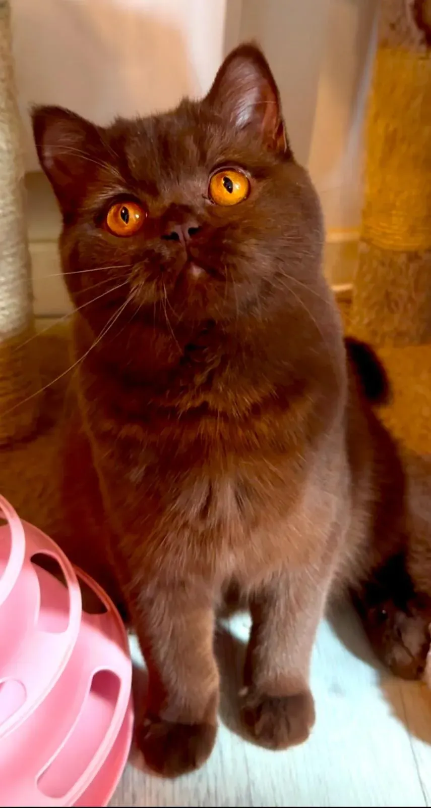 British Shorthair adulte à la robe chocolat, yeux cuivre intense