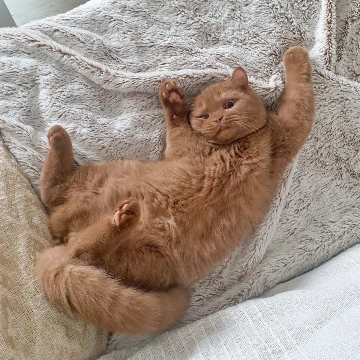 Prix d’un chaton British Shorthair : les éléments à vérifier