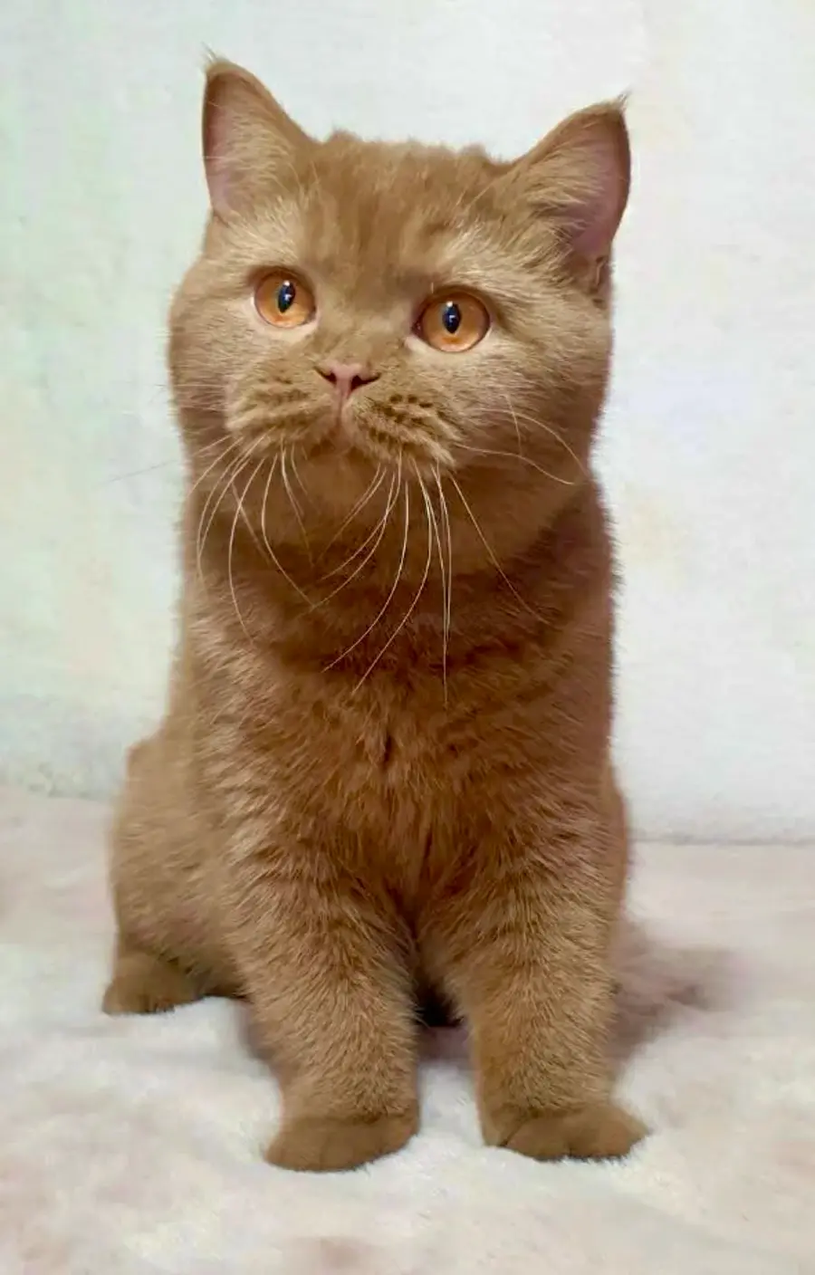 Cinnamon chez le British Shorthair