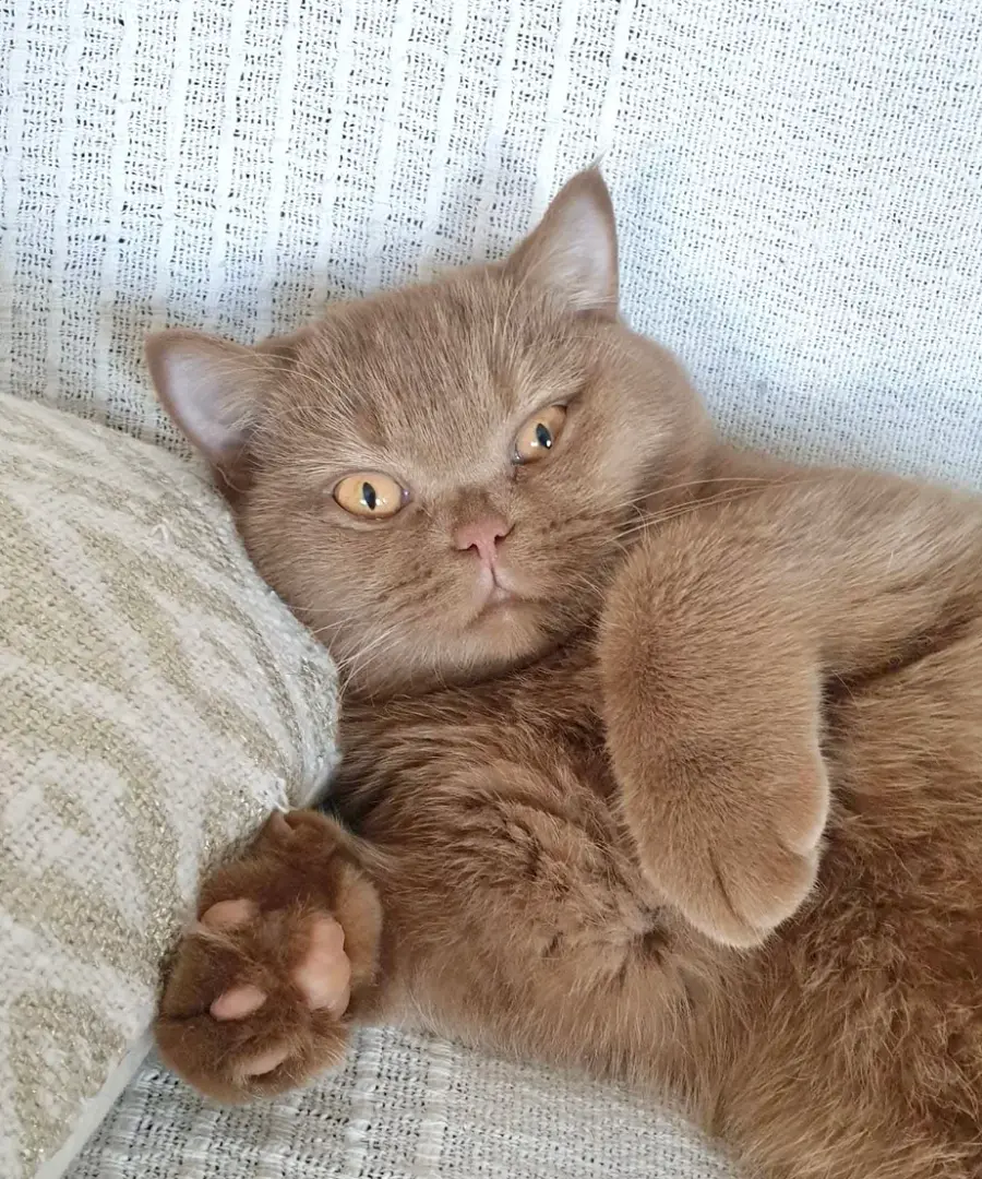 Cinnamon chez le British Shorthair, photo 2