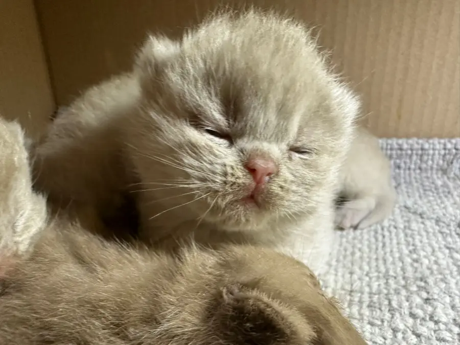 Réserver un chaton British Shorthair, étape par étape, photo 7