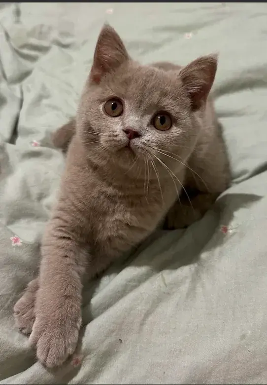 Lilas chez le British Shorthair, photo 2