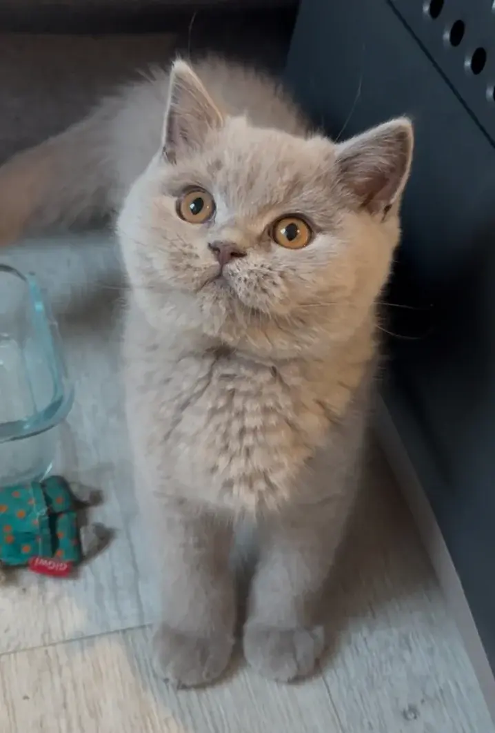 Réserver un chaton British Shorthair, étape par étape, photo 4