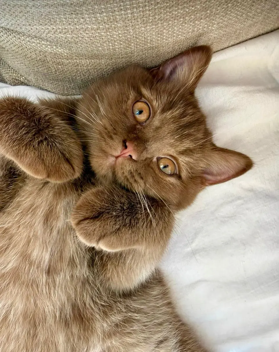 Jeune British Shorthair observant son environnement