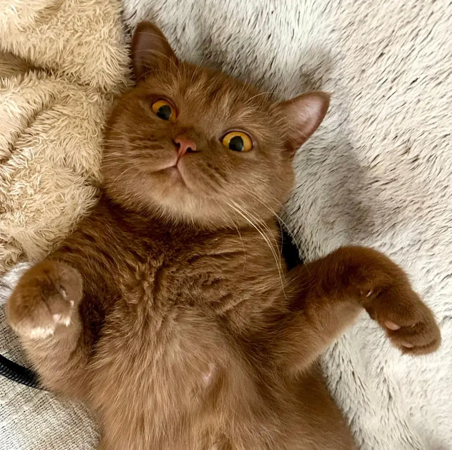 Organiser la remise de votre chaton British Shorthair, photo 2