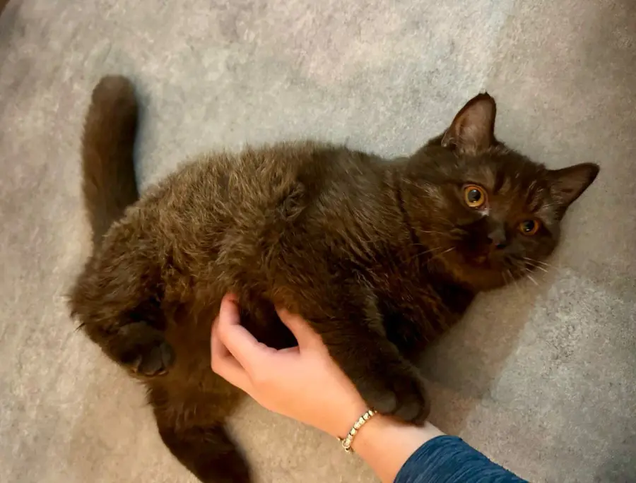 Petit British Shorthair tenu doucement