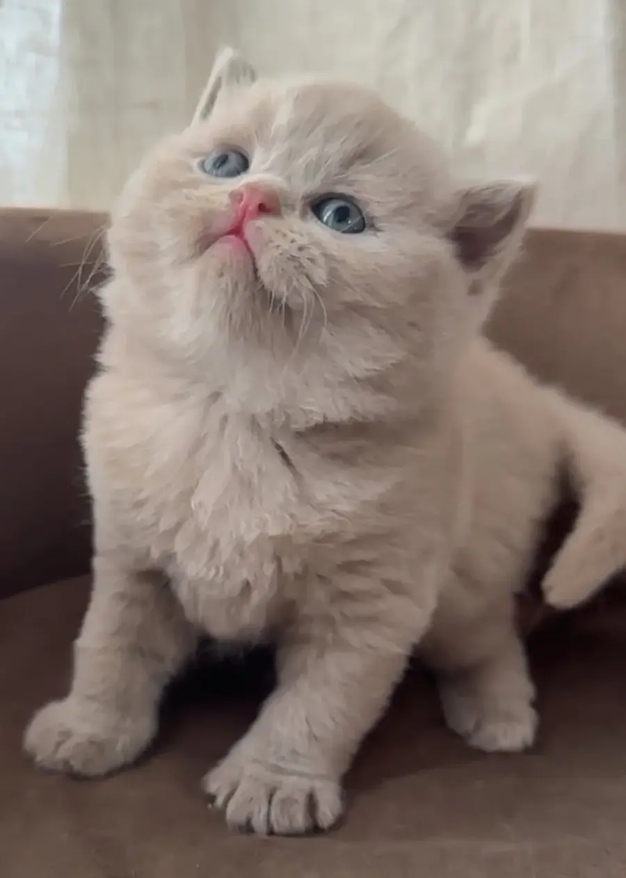 Portrait d’un chaton British Shorthair lilas
