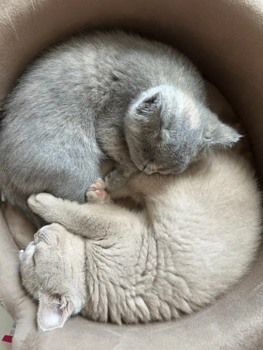 L’arrivée de votre chaton British Shorthair à la maison, photo 7