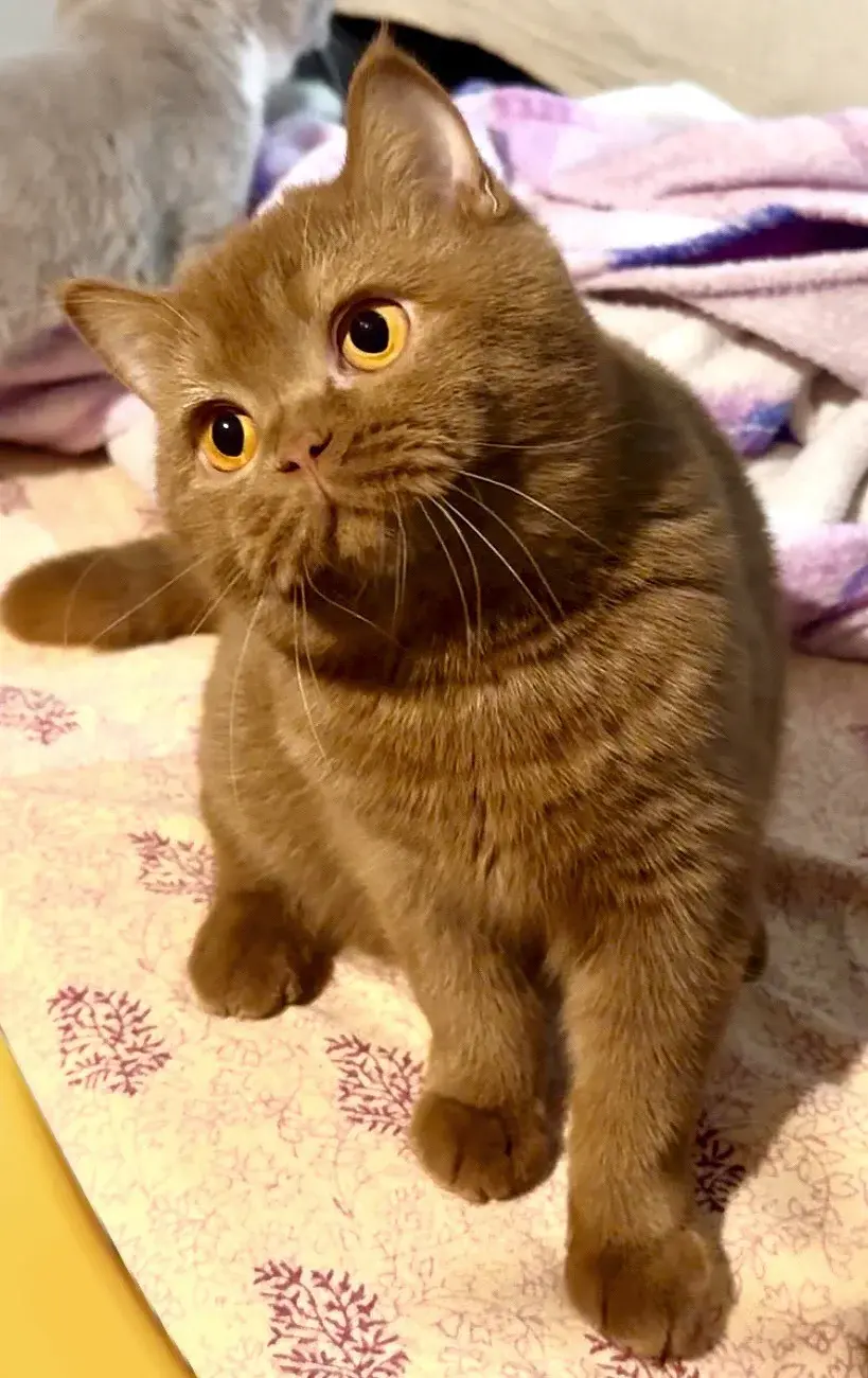 Fluffy, femelle British Shorthair cinnamon