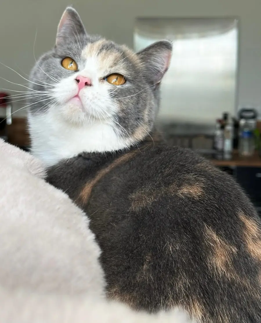 Portrait de Rosie, British Shorthair retraitée