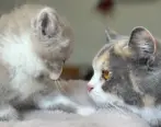 Rosie avec un jeune British Shorthair dans la maison