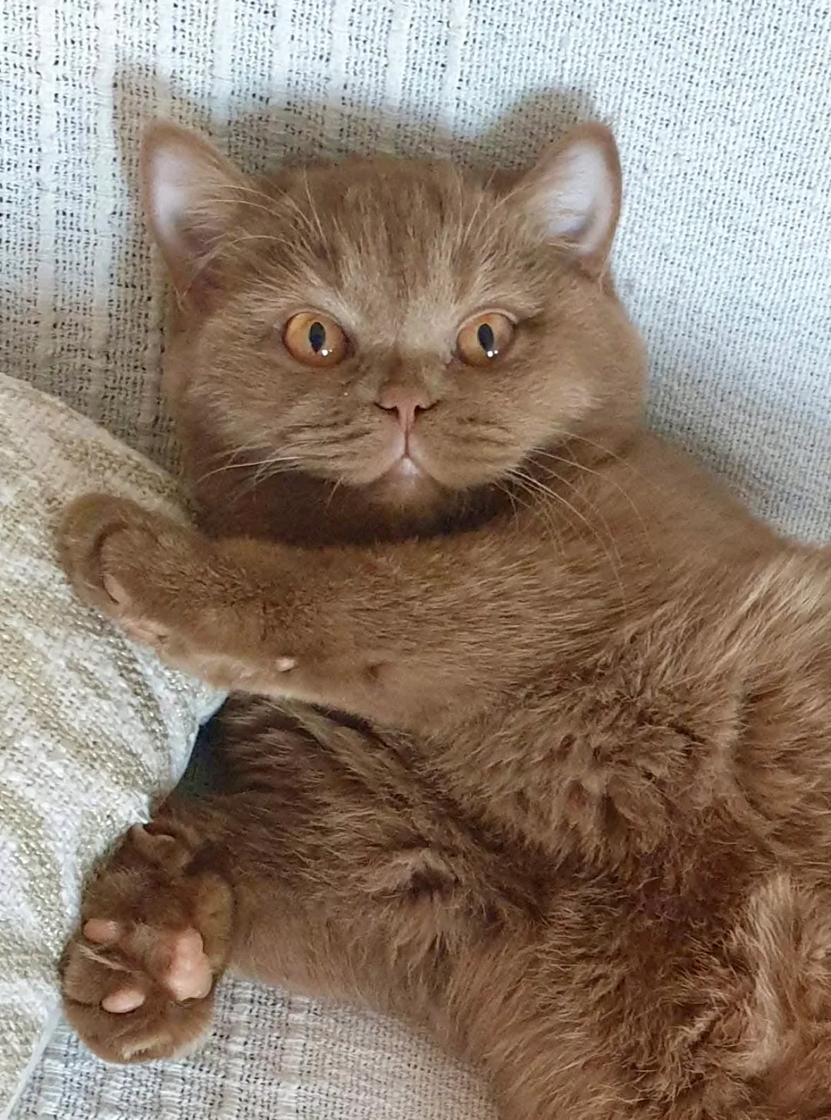 Ulihana, femelle British Shorthair cinnamon