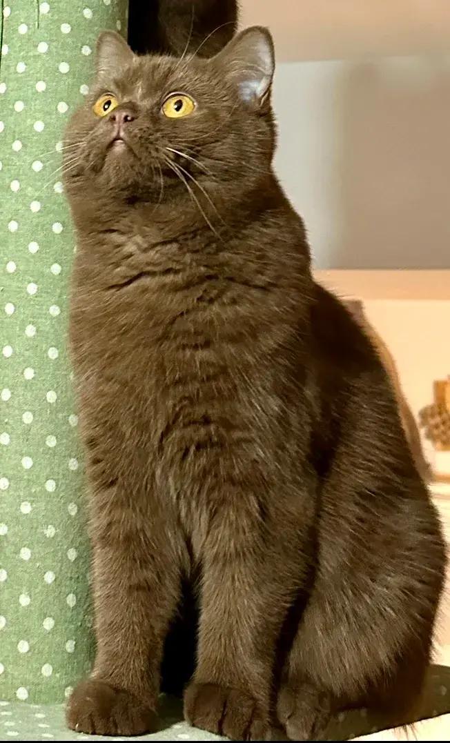 British Shorthair aux yeux bleus : les repères utiles, photo 2